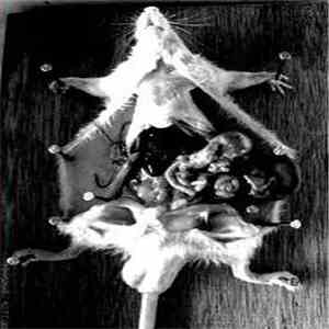 Seges Findere - Process Ov Desratization download mp3 flac