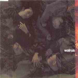 Walrus - 空の心 download free